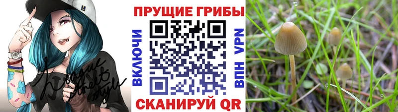 Псилоцибиновые грибы Psilocybine cubensis  купить закладку  omg ССЫЛКА  Пятигорск 